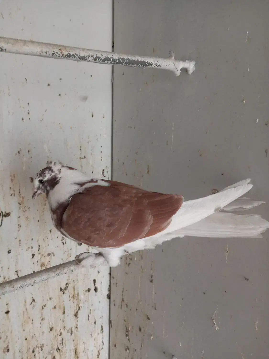 جوجه کبوتر پشت دار قرمز دم سفید پرشی|پرنده|تهران, هفده شهریور|دیوار