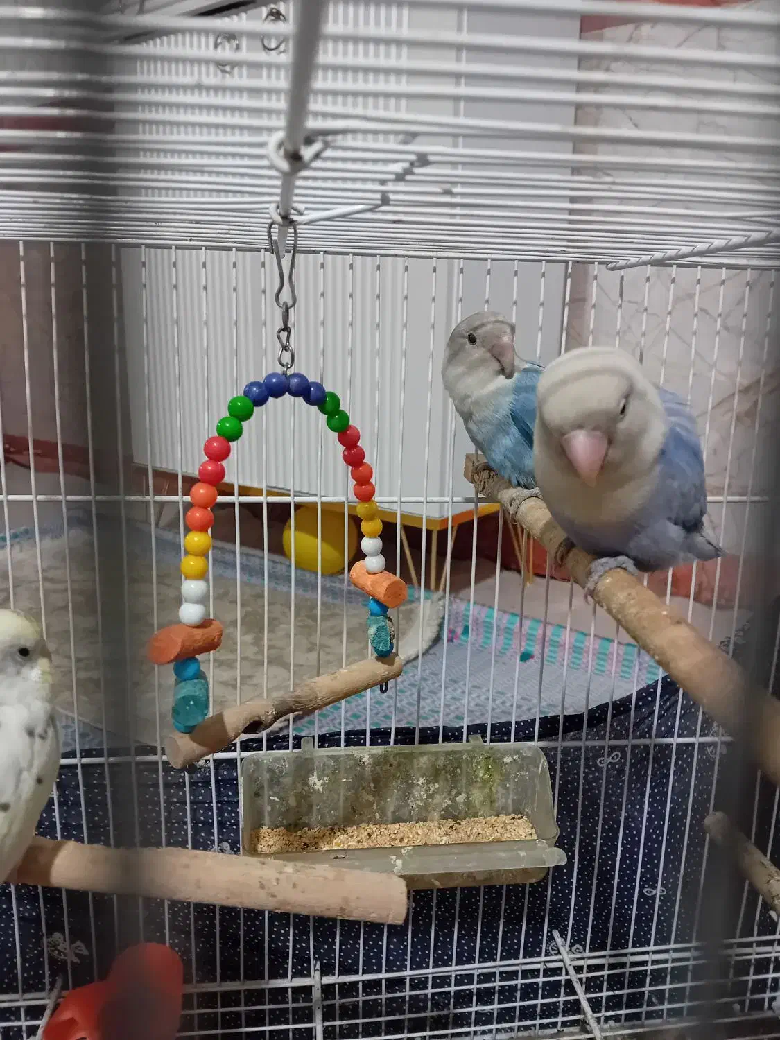 جفت کوتوله ۴مرغ عشق و عروس ۱۶۰۰|پرنده|مشهد, شهید بصیر|دیوار