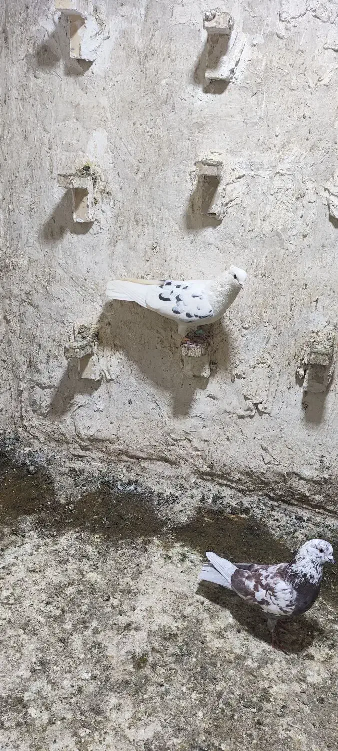 کفتر کبوتر|حیوانات|کرمان, |دیوار