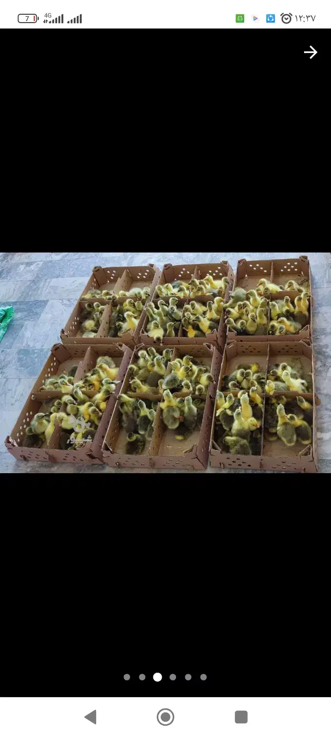 فروش جوجه غاز|حیوانات مزرعه|گلوگاه بابل (گلیا), |دیوار