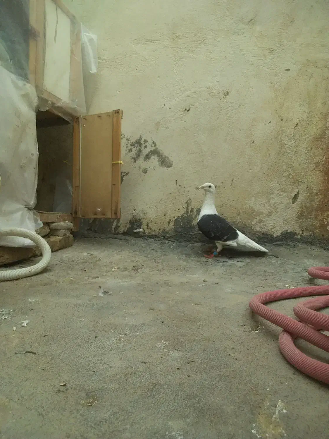 دوکت|پرنده|شوشتر, |دیوار