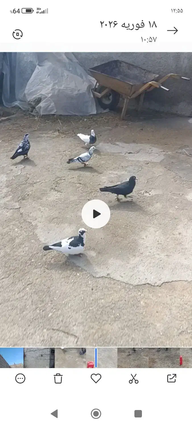 کفتر|پرنده|شیروان (خراسان), |دیوار