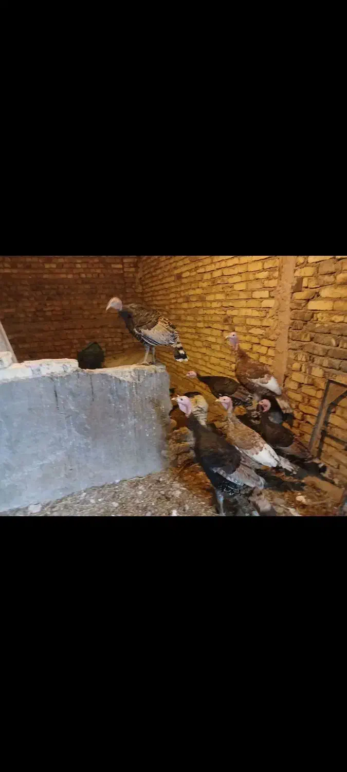 بوقلمون ومرغ|حیوانات مزرعه|تهران, بوستان چیتگر|دیوار