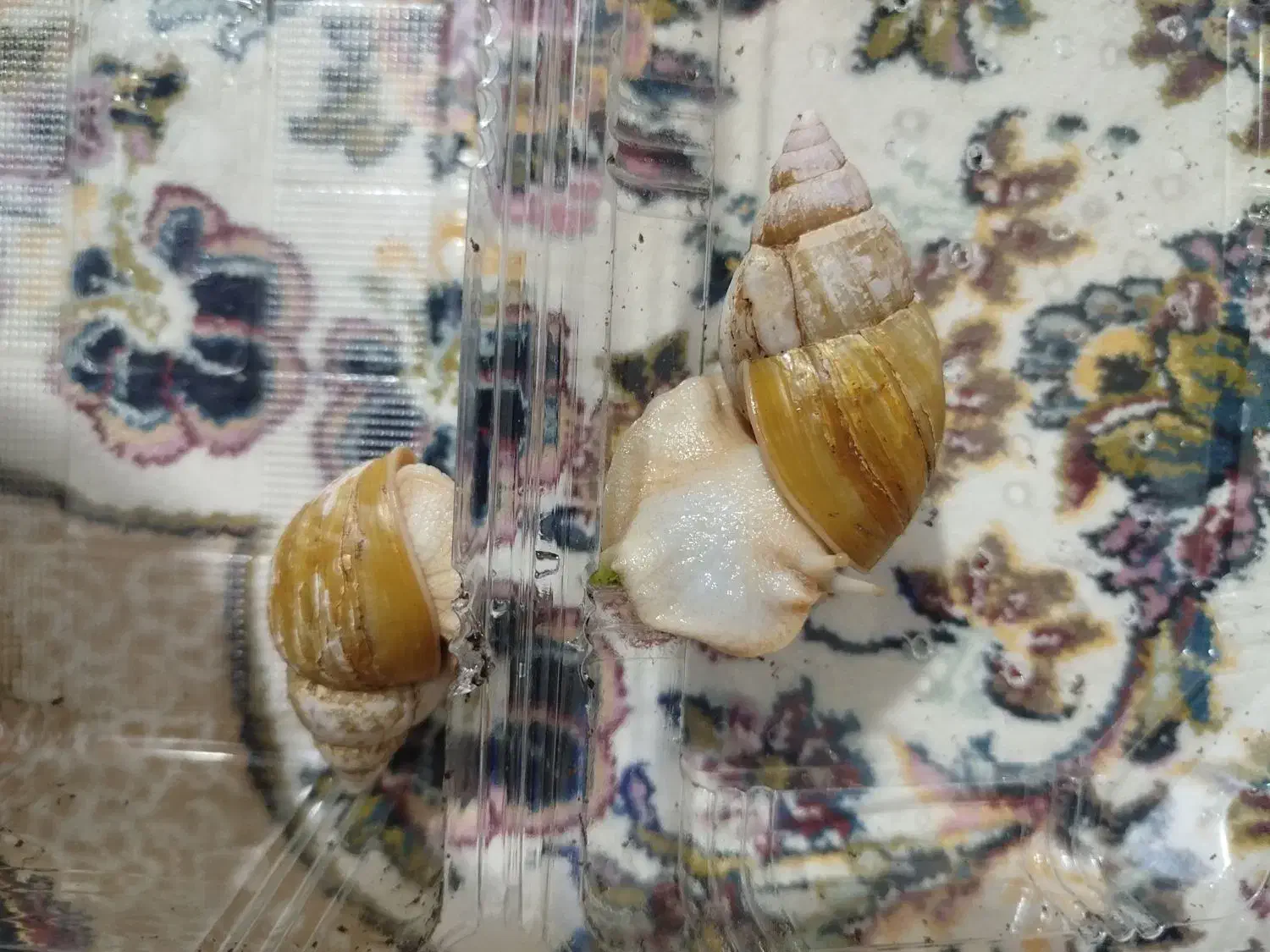 حلزون|خزنده|ساوه, |دیوار