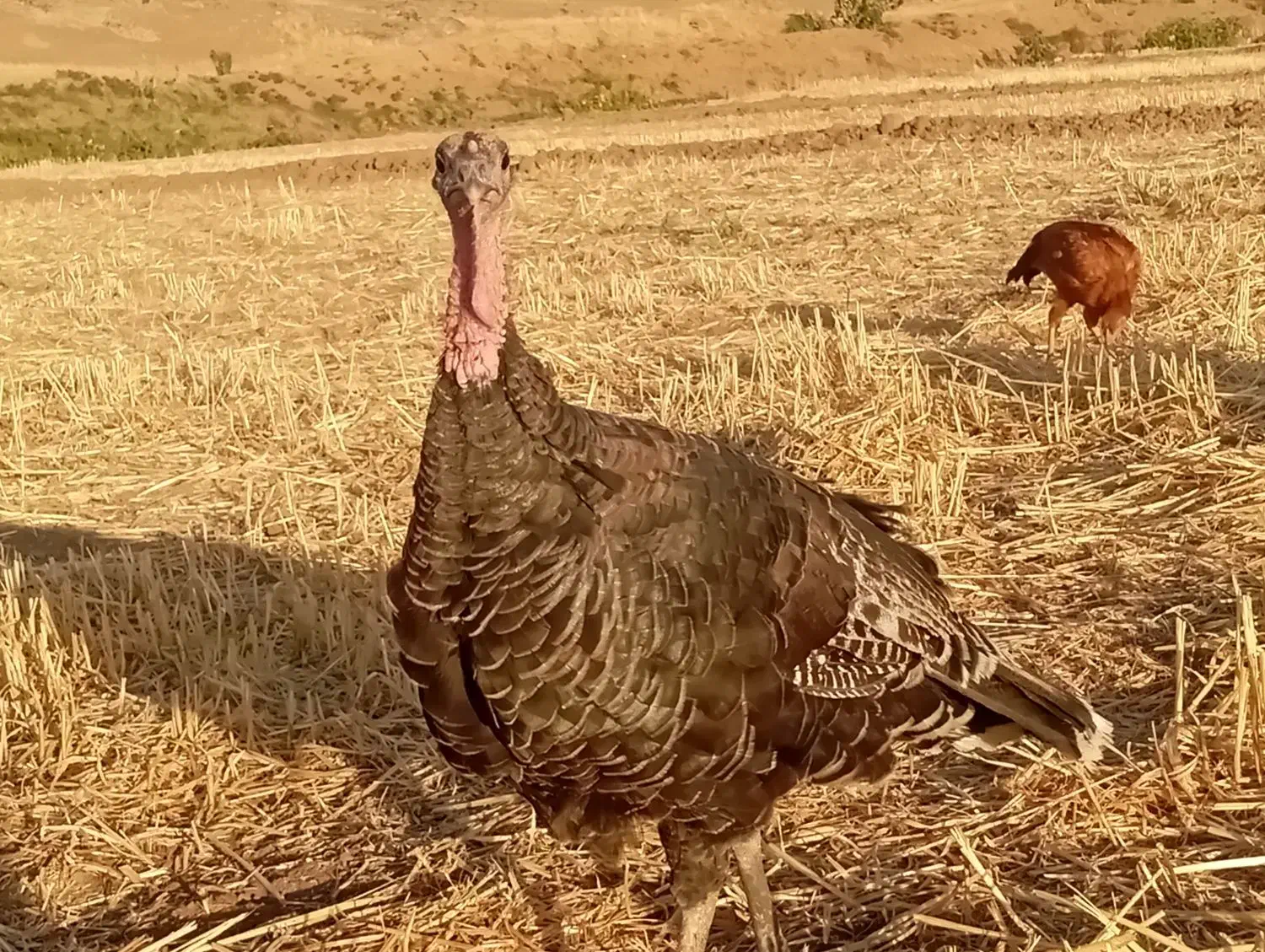 بوقلمون ارگانیک|حیوانات مزرعه|بوکان, |دیوار