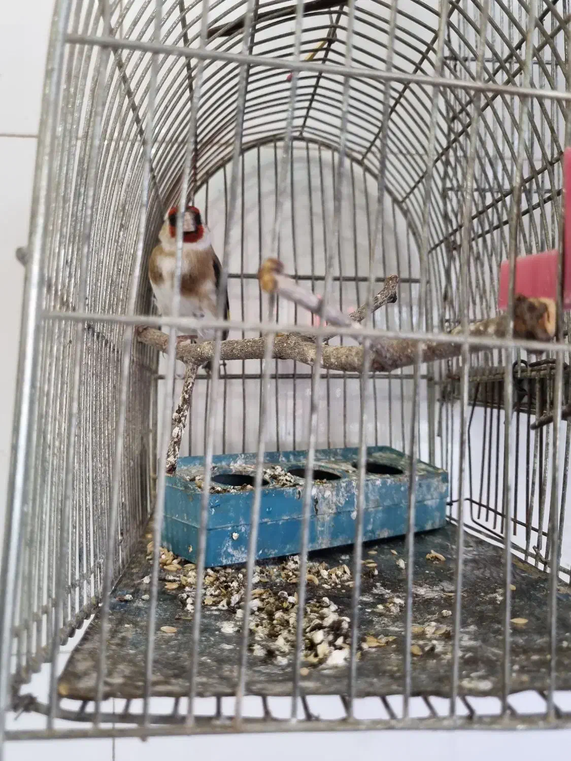 سهره|پرنده|خمینی‌شهر, |دیوار