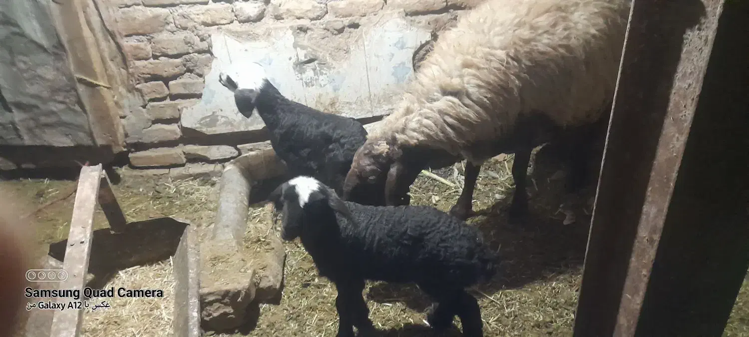 یکعددمیش دوقلو زا بادوبره نروماه شال هترو|حیوانات مزرعه|باخزر, |دیوار