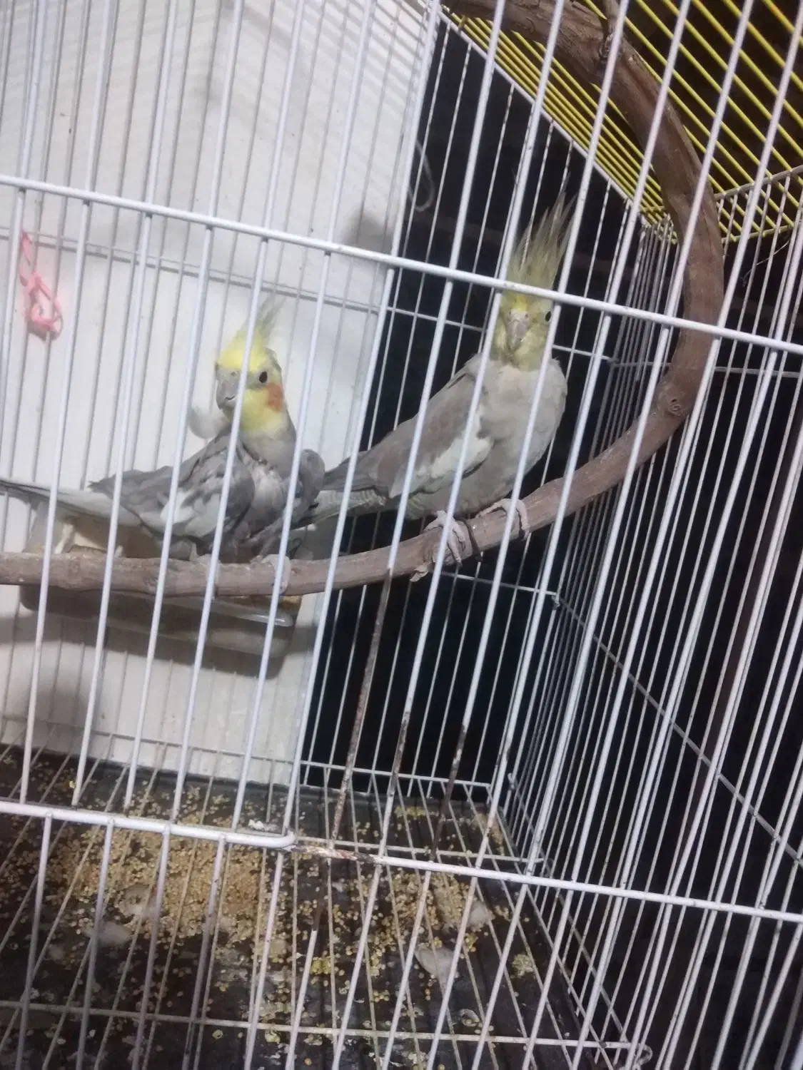 عروس هلندی|پرنده|کردکوی, |دیوار