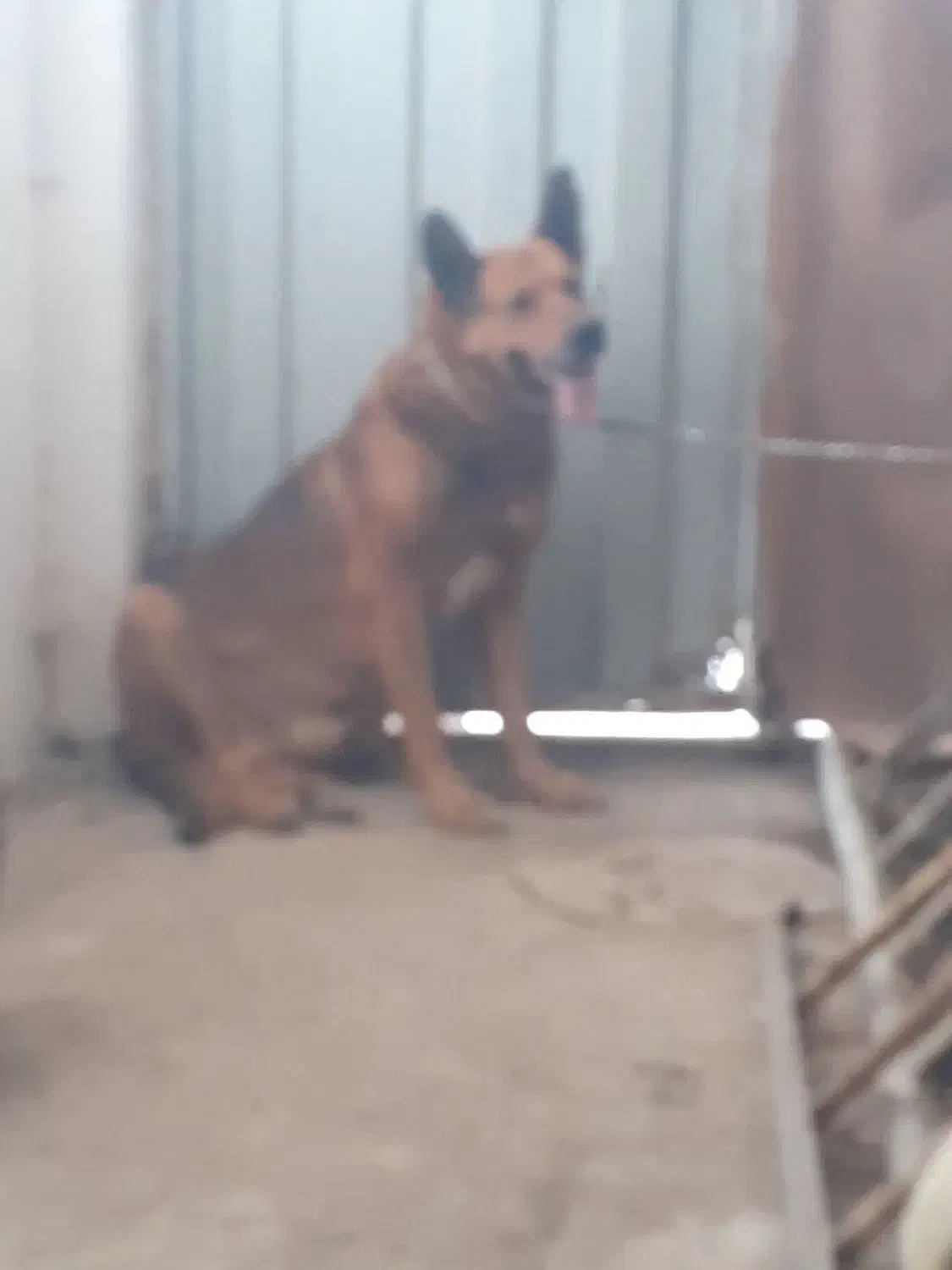 سگ ژرمن|سگ|اردبیل, |دیوار