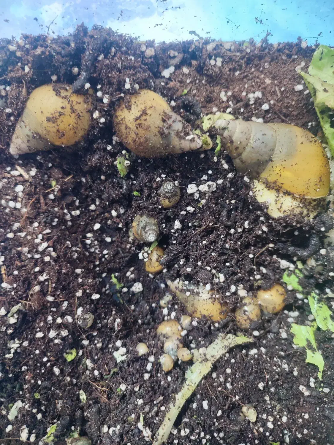 حلزون|خزنده|بیرجند, |دیوار