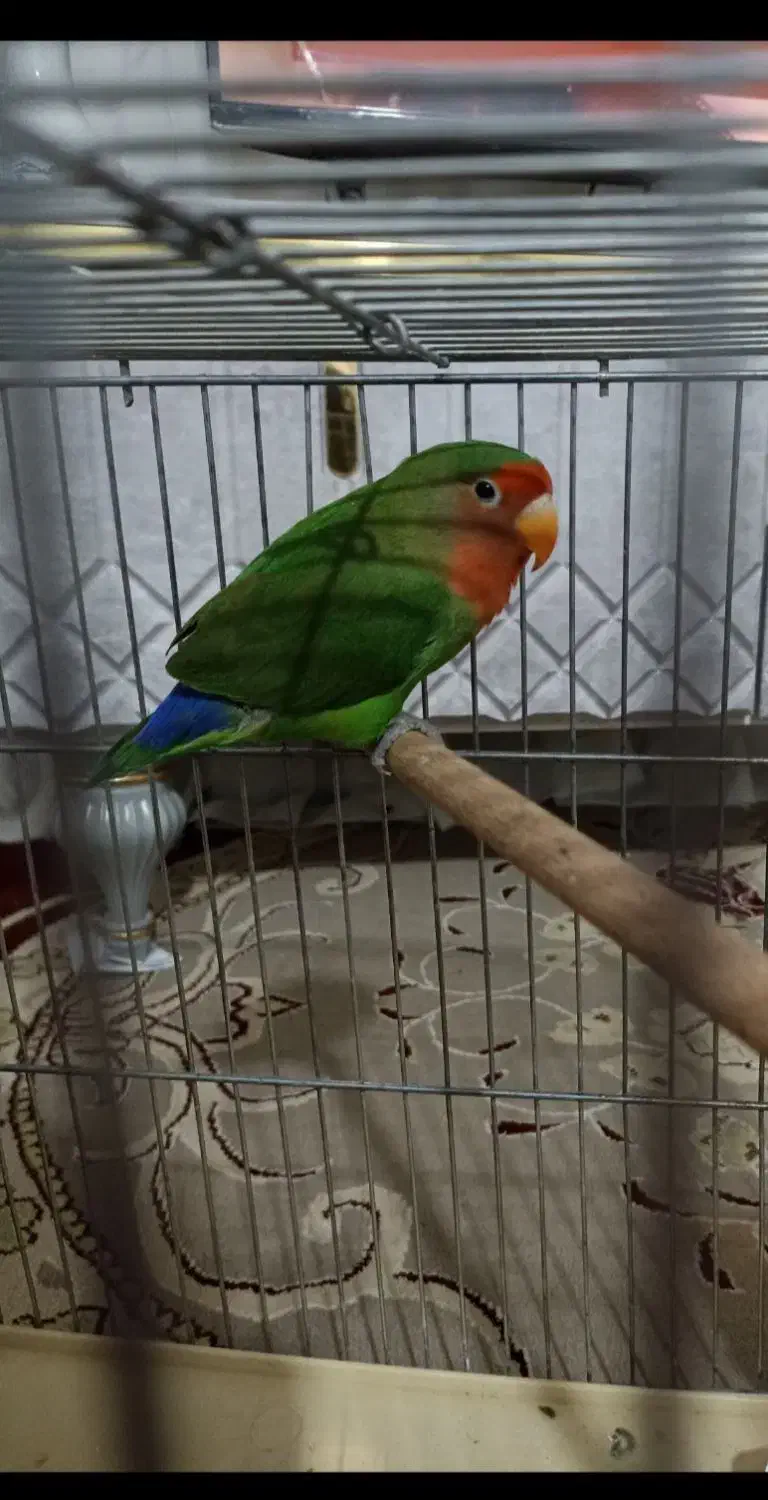 طوطی برزیلی|پرنده|پیشوا, |دیوار