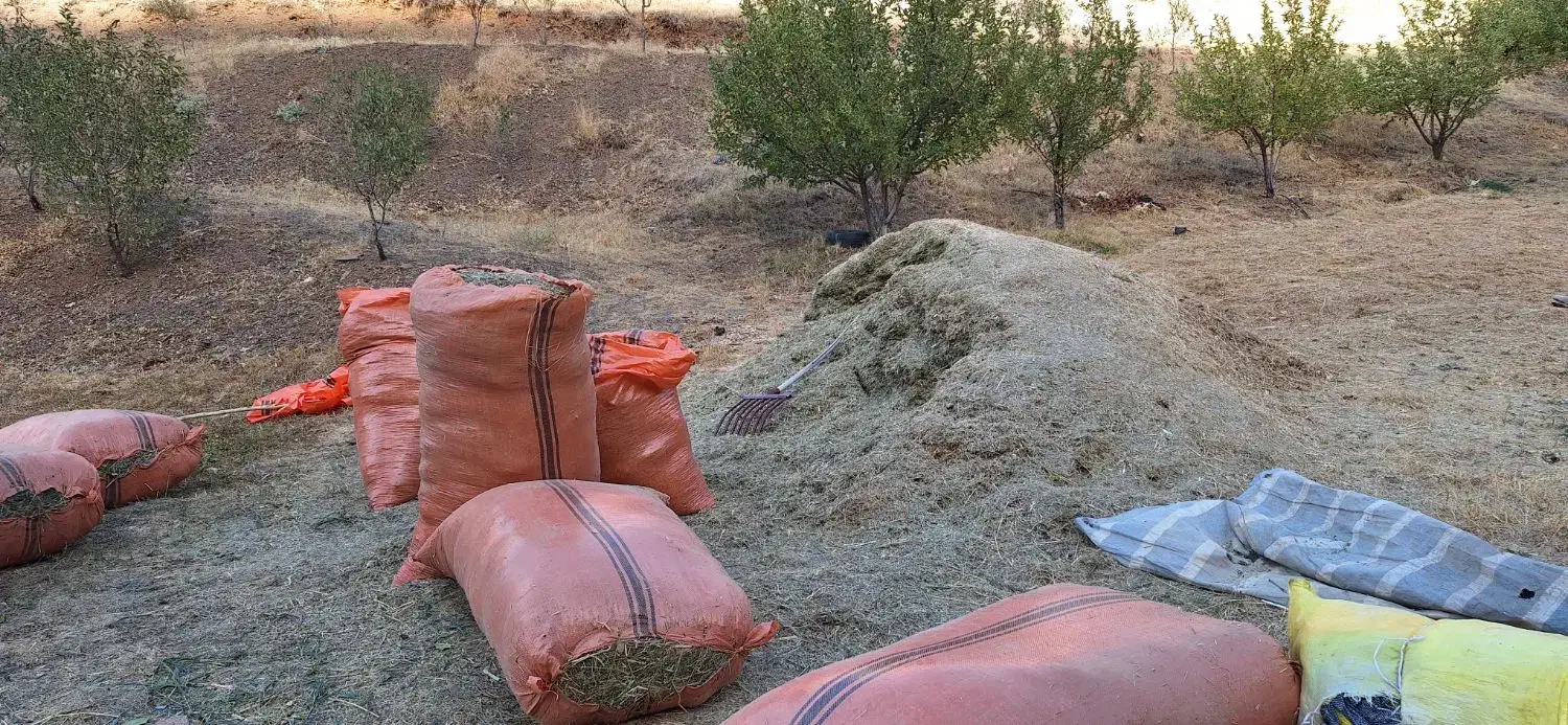 علف|خدمات باغبانی و درختکاری|مریوان, |دیوار