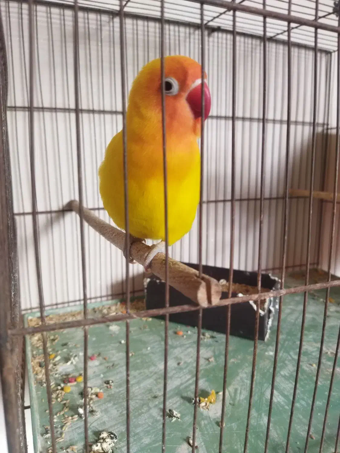 نروماده|پرنده|قم, شاه سید علی|دیوار