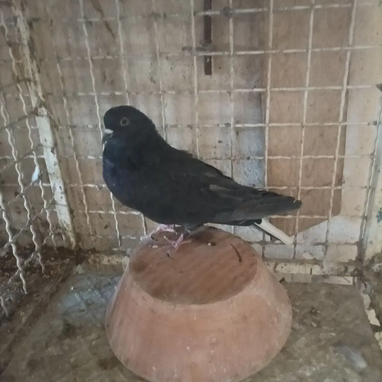 فروش دوعددنر|پرنده|شاهین‌شهر, فردوسی|دیوار