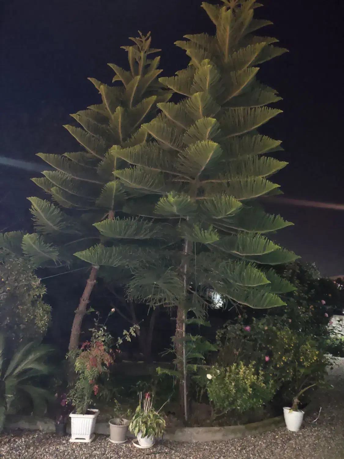 کاج مطبق|گل و گیاه طبیعی|رحیمآباد, |دیوار