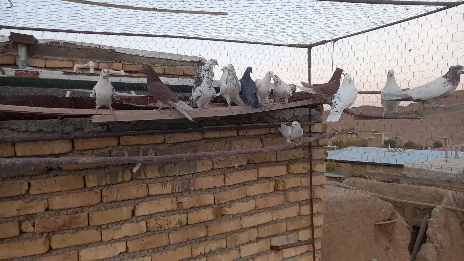 کبوتر|پرنده|ساروق, |دیوار