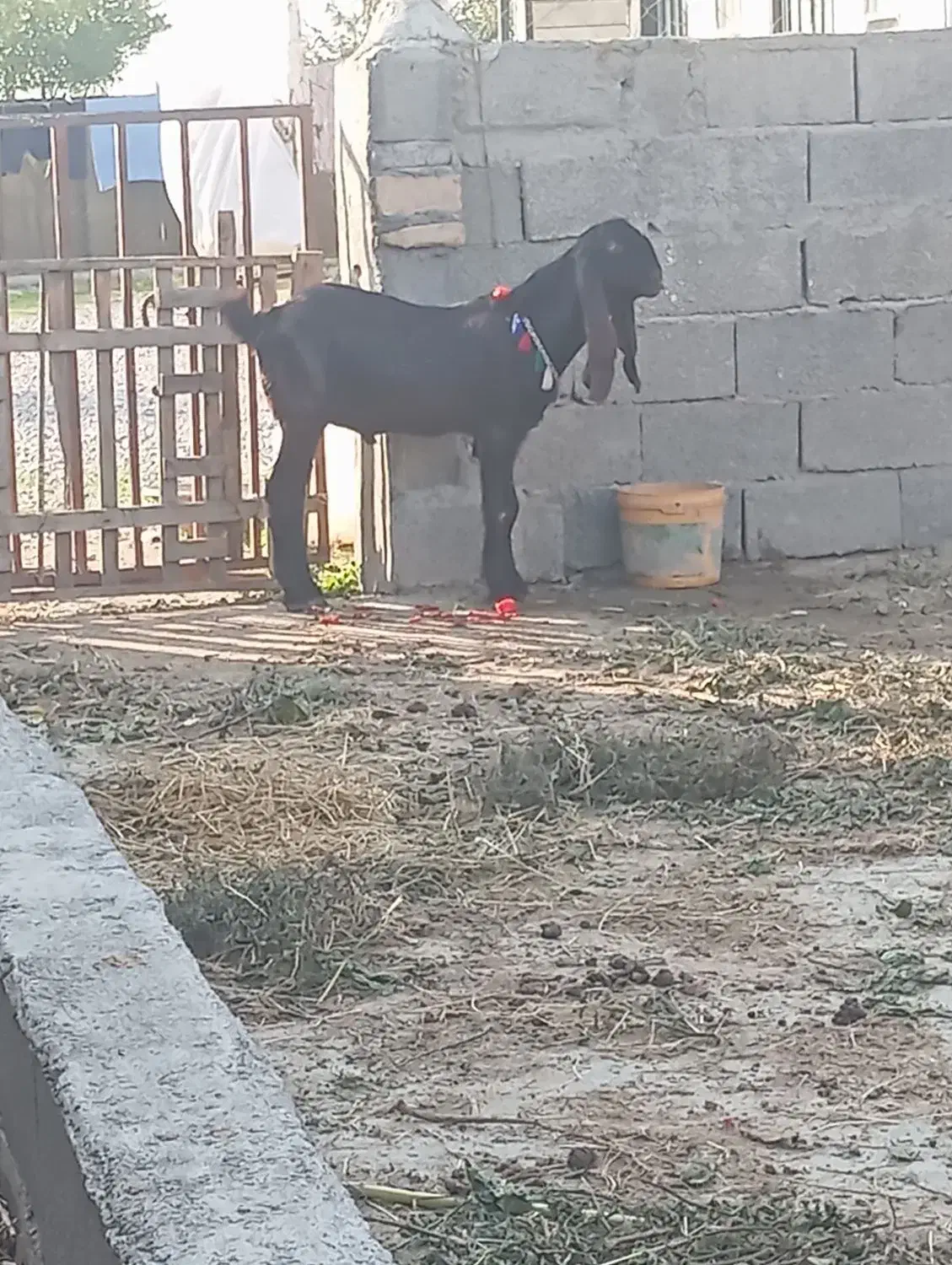 قیمت 13|حیوانات مزرعه|آق قلا, |دیوار