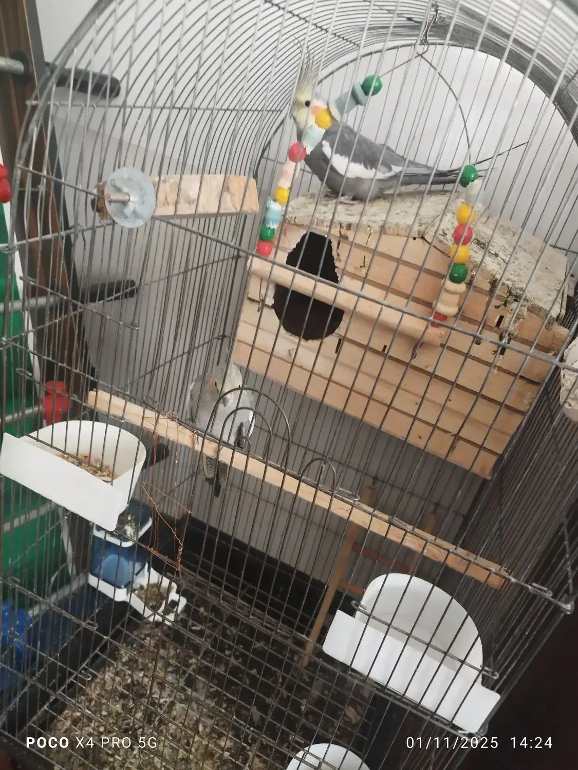 ۲ جفت عروس هلندی بالغ و آماده|پرنده|کرج, کوی امامیه|دیوار