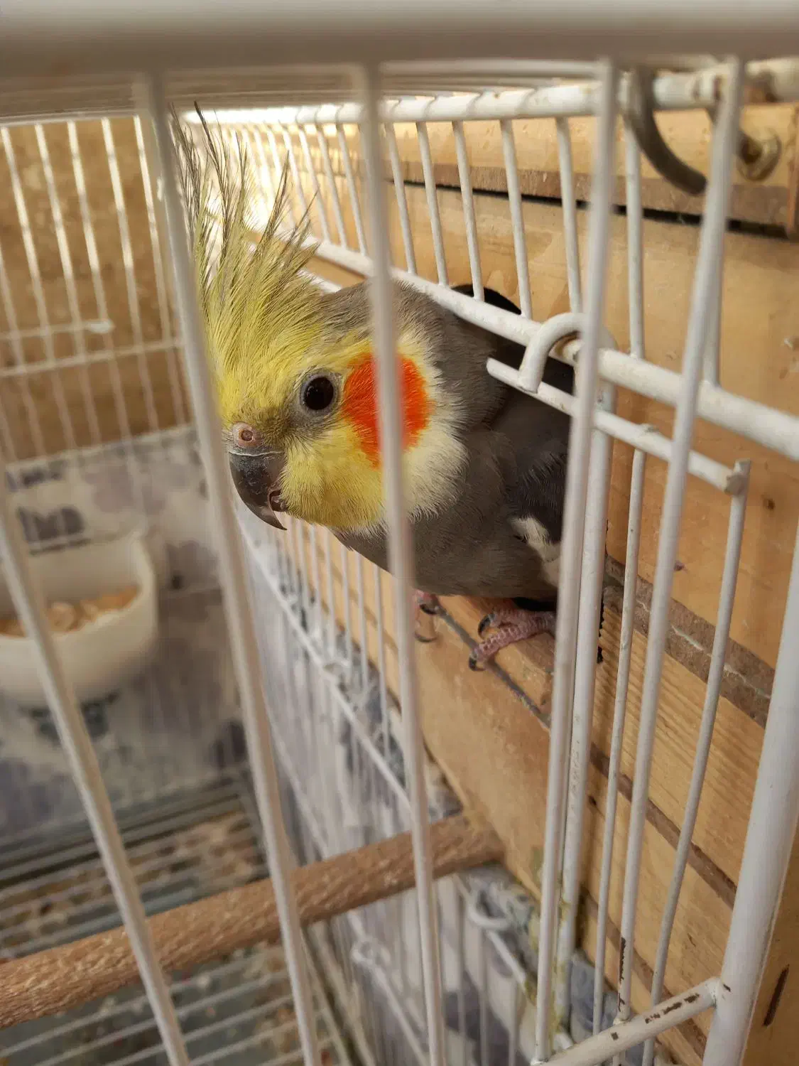 پدنده|پرنده|اندیشه, شهرک مریم|دیوار