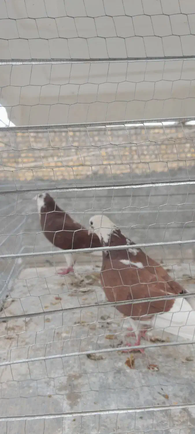 کبوتر شازده سرخ به شرط پرش و تخم‌وجوجه دهن جور|پرنده|یزد, |دیوار