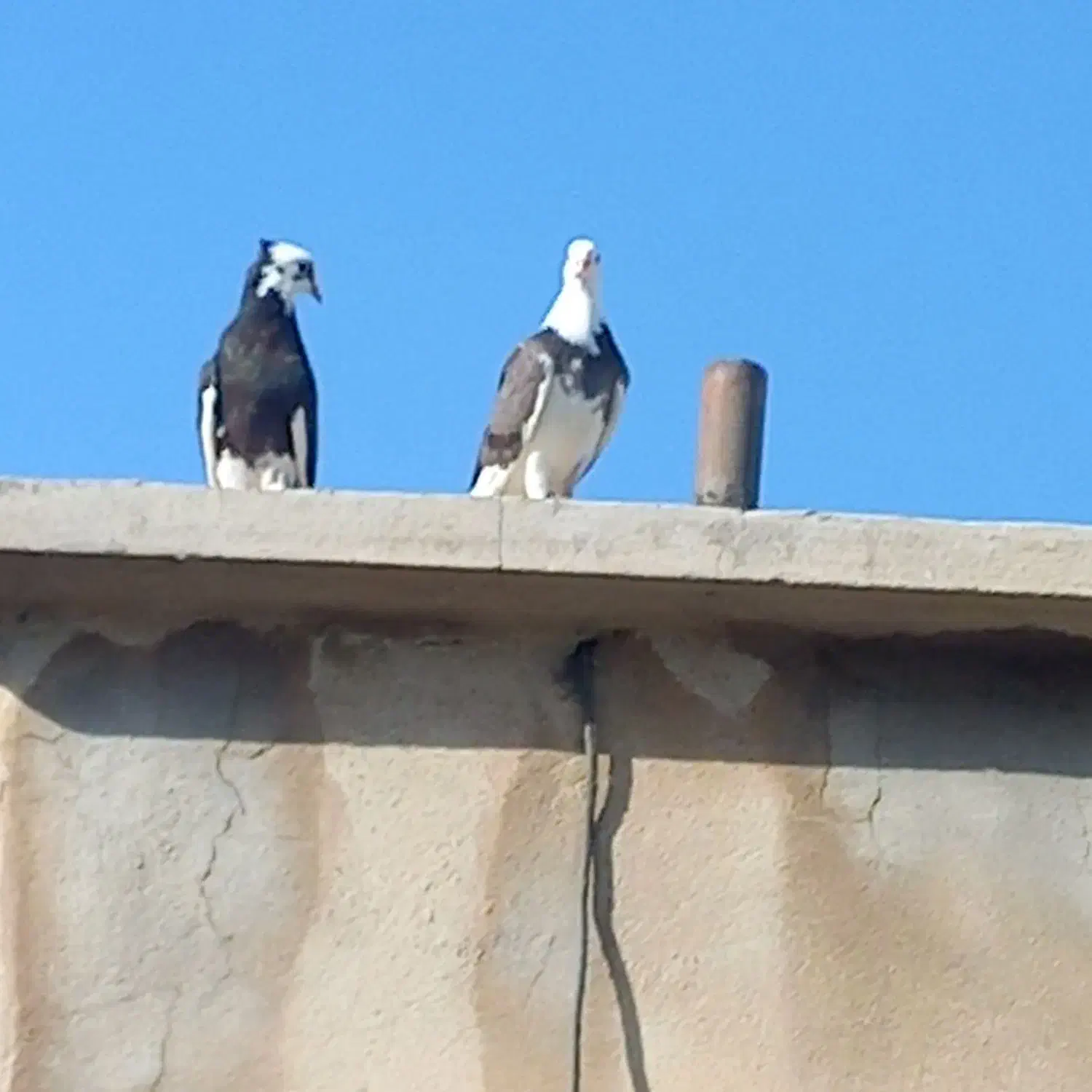 کبوتر فروشی فوری|پرنده|فشاپویه, |دیوار