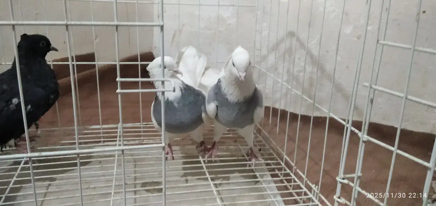 طوقی صحرای نباشد  و دم سفید|پرنده|همدان, |دیوار