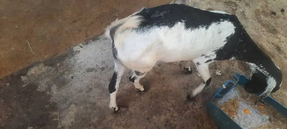 کهره|حیوانات مزرعه|قشم, |دیوار