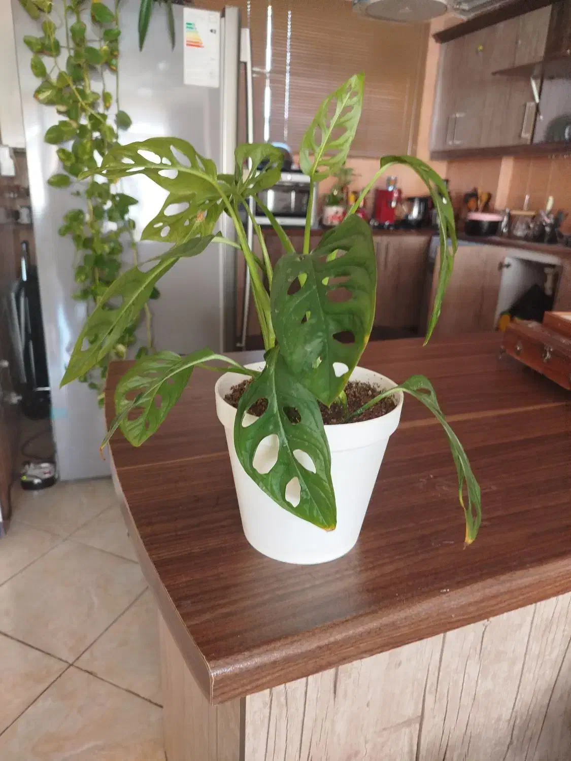 گلهای شاداب خانگی بخاطر جابجایی فروخته میشود|گل و گیاه طبیعی|اصفهان, سعادتآباد|دیوار