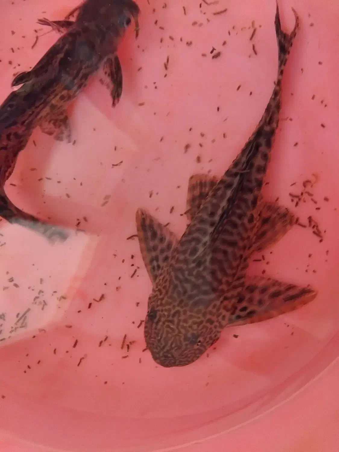 آکواریوم و ماهی|ماهی|کرمان, |دیوار