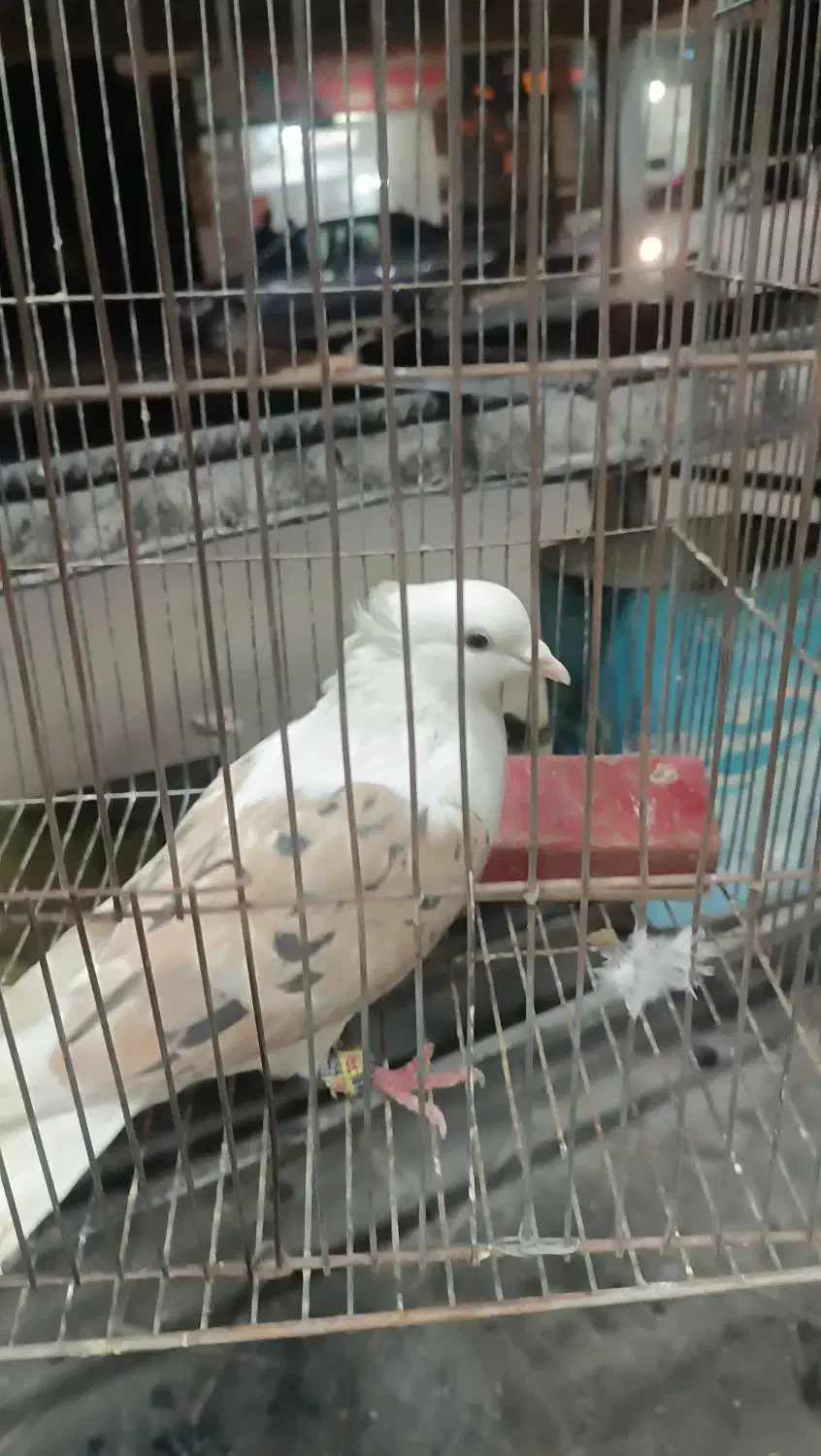 گومشده مژدگانی بگیر|حیوانات|یاسوج, |دیوار