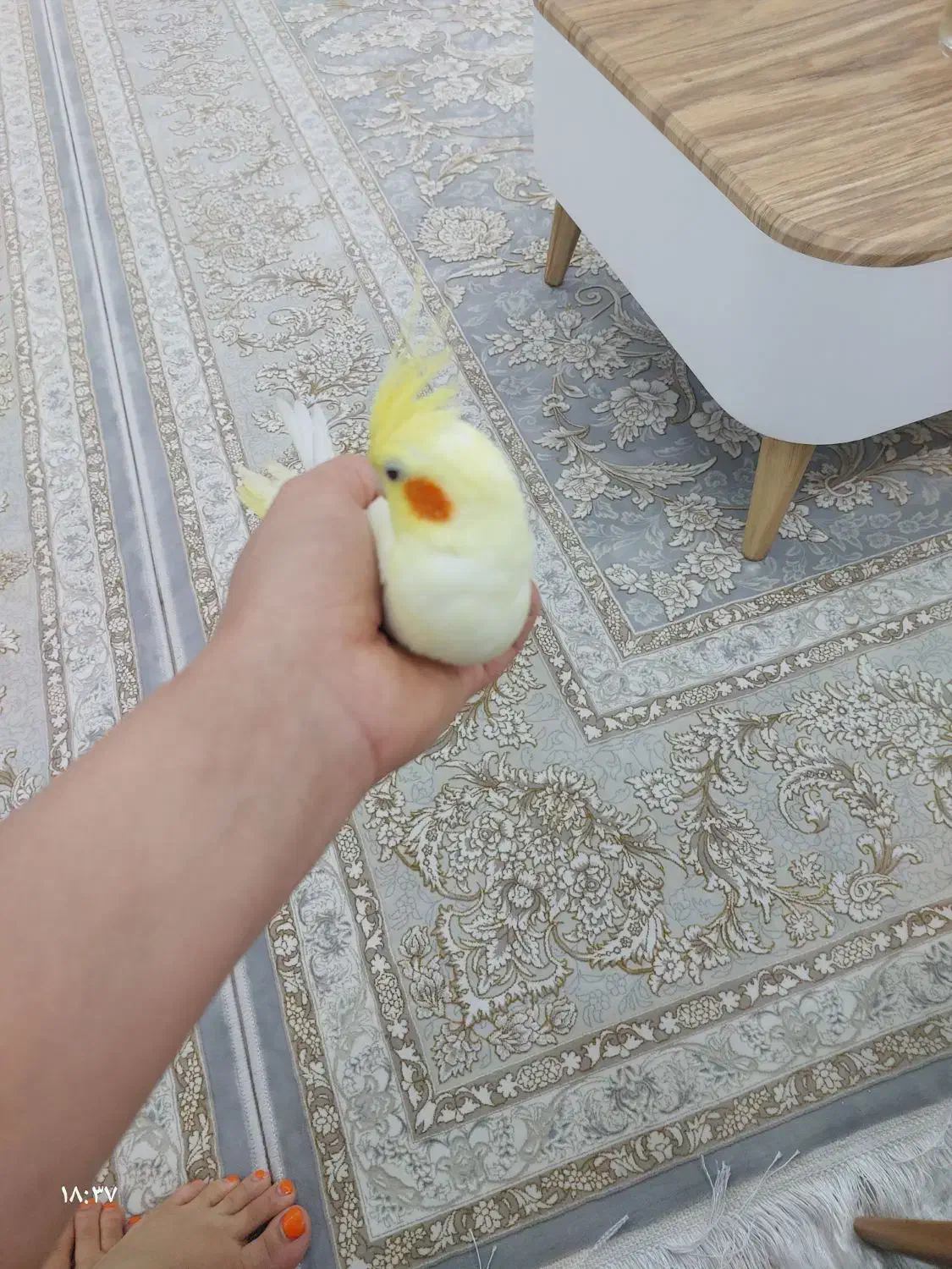 عروس هلندی لتینو|پرنده|چغادک, |دیوار