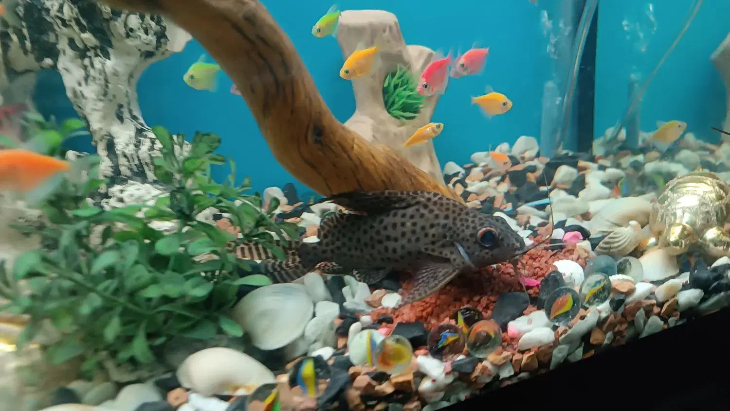 ماهی کت وارونه|ماهی|قم, قلعه عموحسین|دیوار