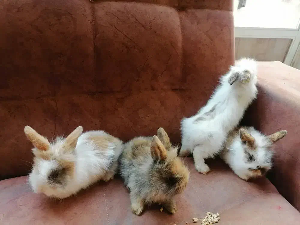 خرگوش لوپ|موش و خرگوش|نجفآباد, شهدای غربی|دیوار