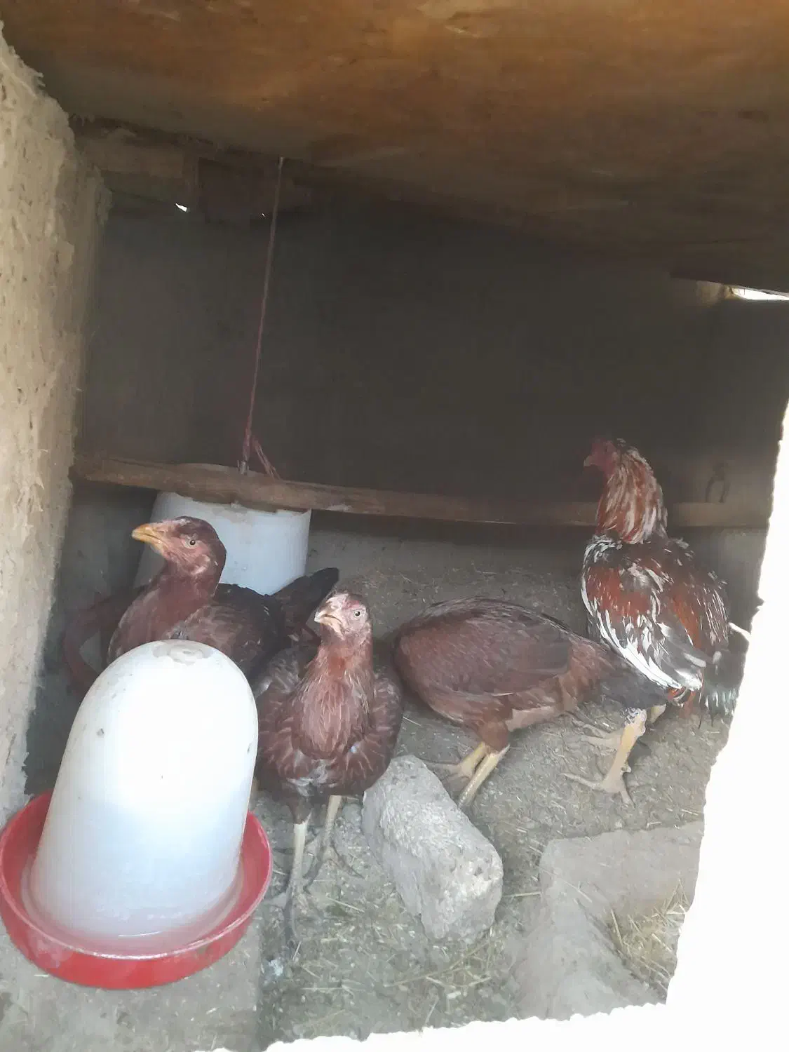 لاری|حیوانات مزرعه|گلپایگان, |دیوار