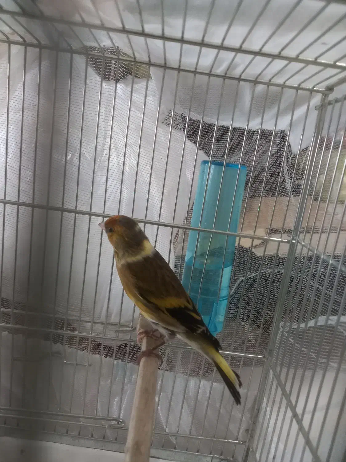 سهره قناری جوان|پرنده|بندر انزلی, گلسرخ|دیوار