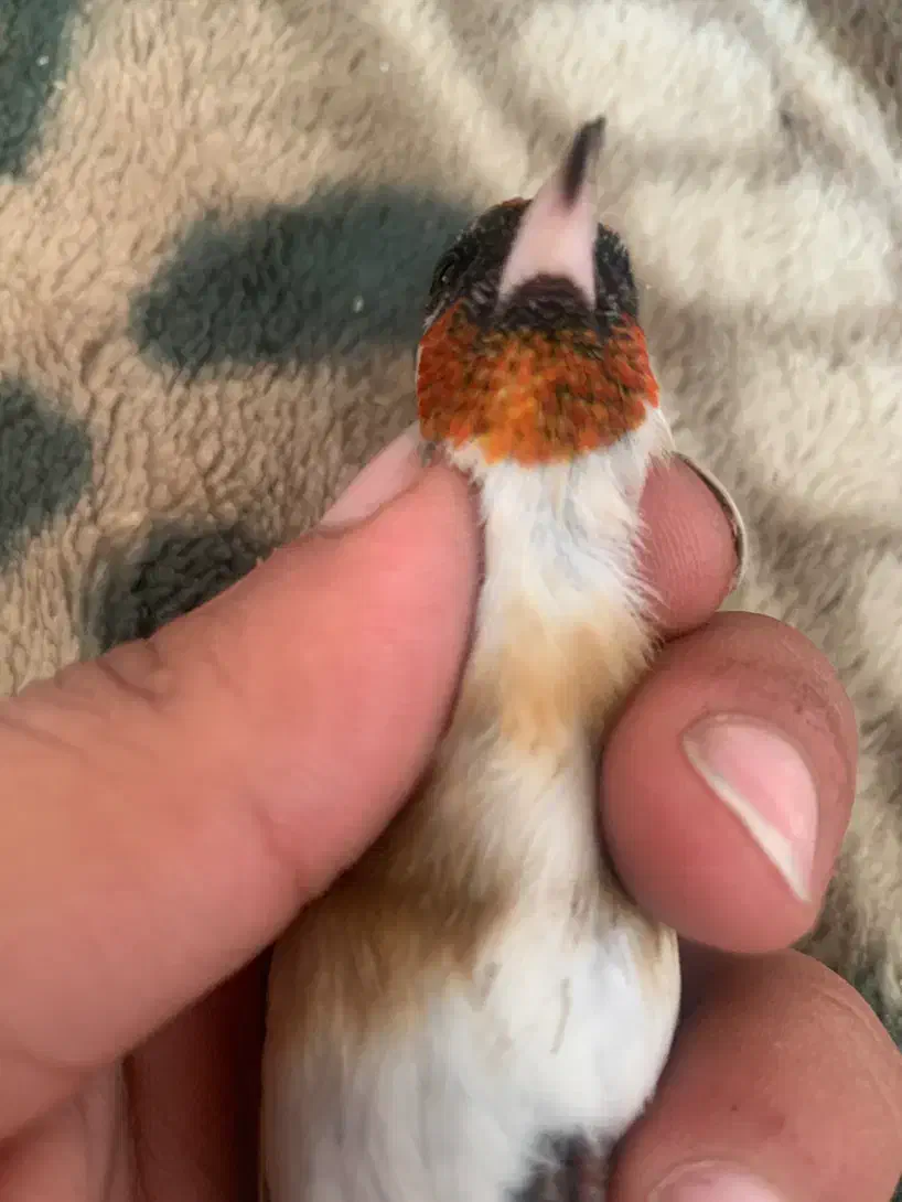 سهره نر محاجر رخ قفل|پرنده|اردبیل, |دیوار