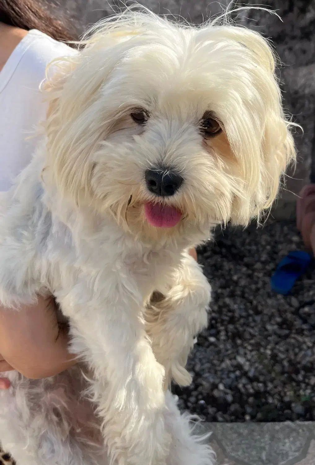 سگ پاکوتاه|سگ|تالش, هشتپر|دیوار