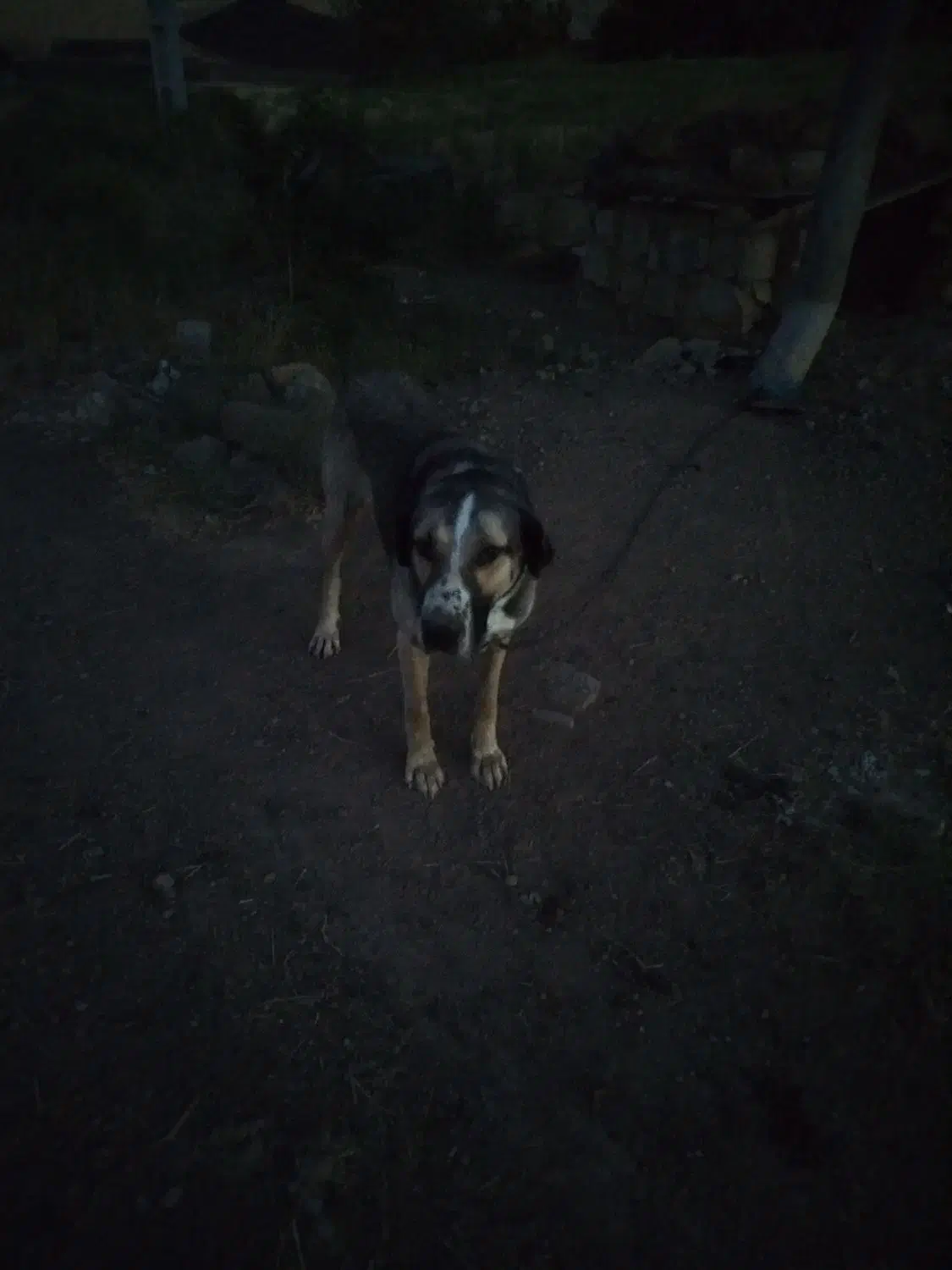 سگ عراقی ماده|سگ|بیله سوار, |دیوار