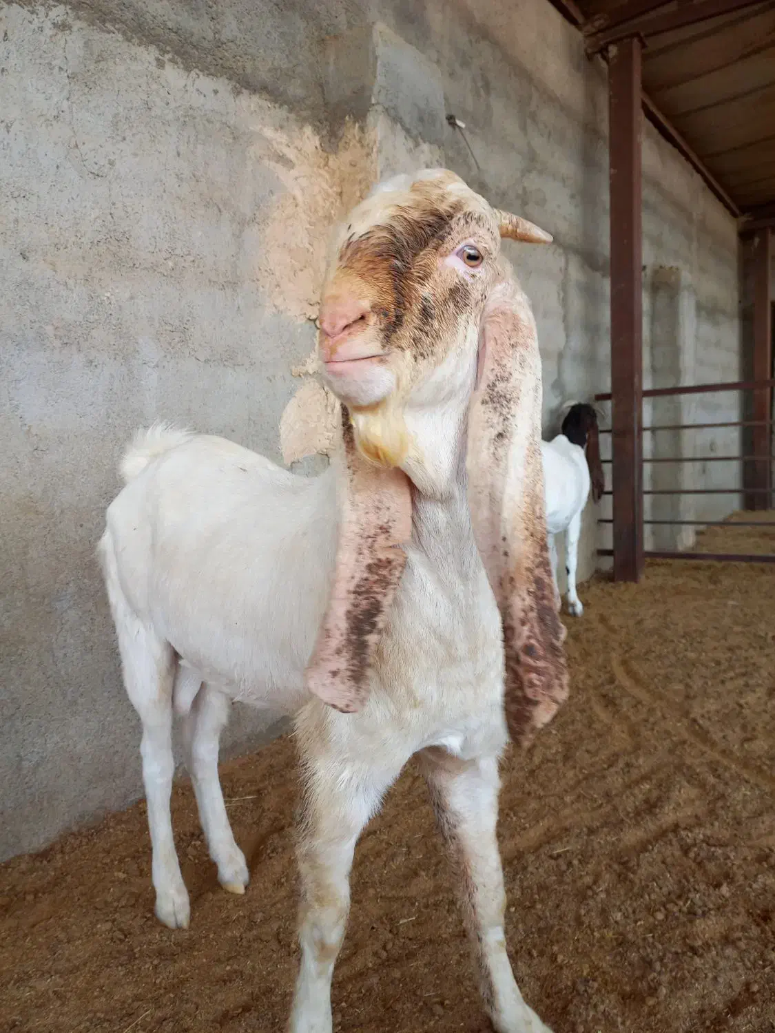 بز نر بز پاکستانی گلابی سانن میش بره قوچ|حیوانات مزرعه|تهران, مشیریه|دیوار