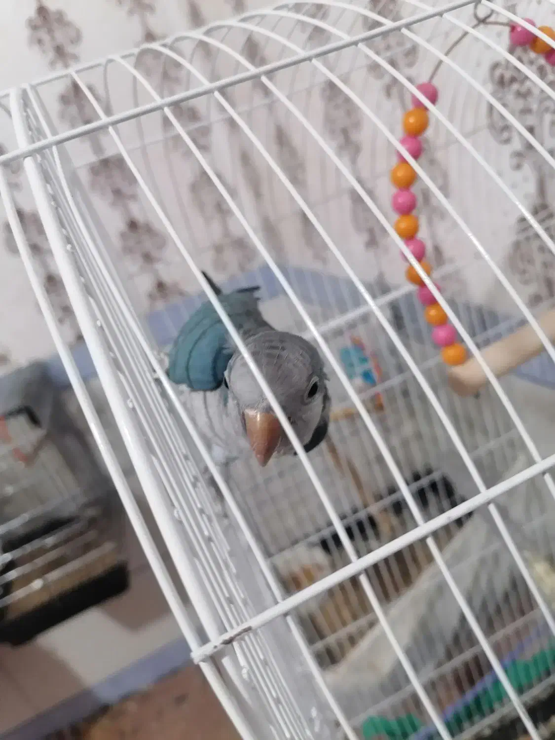 فروش راهب گرینچیک عروس هلندی کوتوله|پرنده|زرند, |دیوار