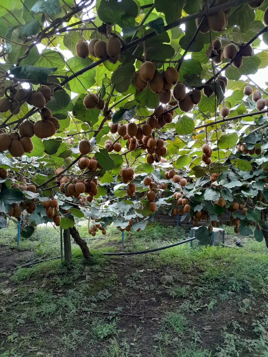 فروش کیوی مرغوب وبا کیفیت|خدمات باغبانی و درختکاری|چوبر, |دیوار