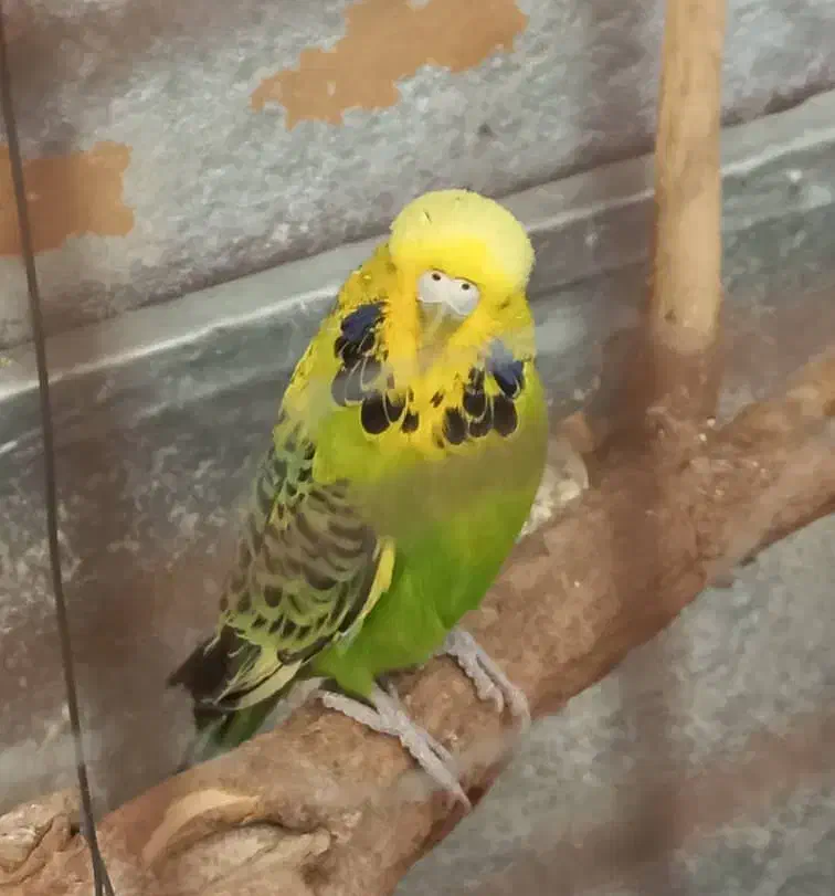 جفت مرغ عشق انگلیسی|پرنده|اندیشه, اندیشه فاز ۲|دیوار