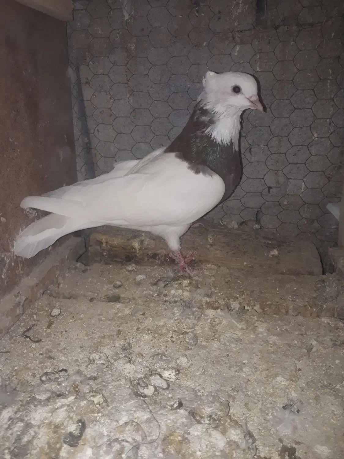 ۳تا طوقی|حیوانات|بجنورد, |دیوار