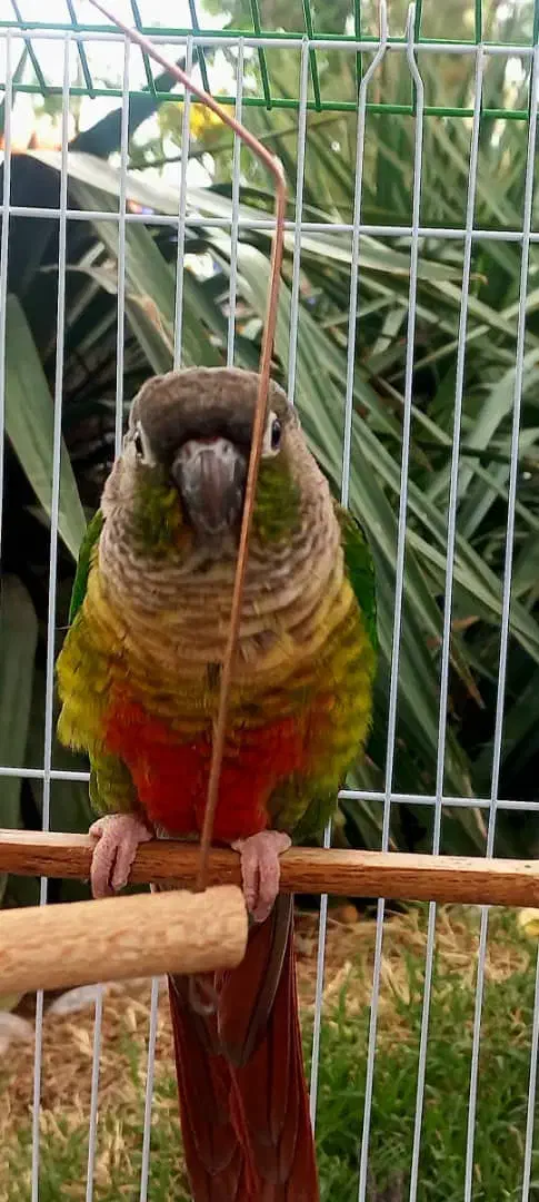 گمشده طوطی گرینچینگ|پرنده|زرند, |دیوار