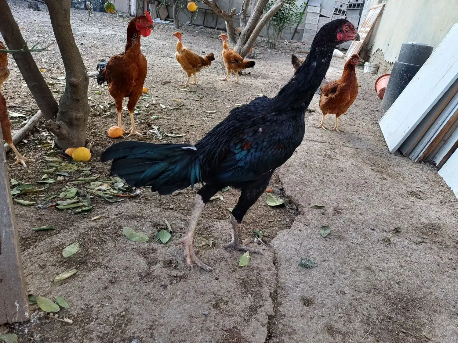 خروس لاری|حیوانات مزرعه|گنبد کاووس, |دیوار