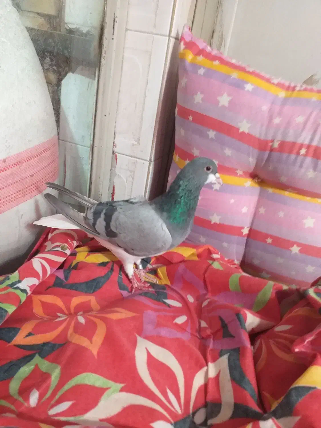 دمگیر خرقه سفت وشوخ|پرنده|خمینیشهر, |دیوار