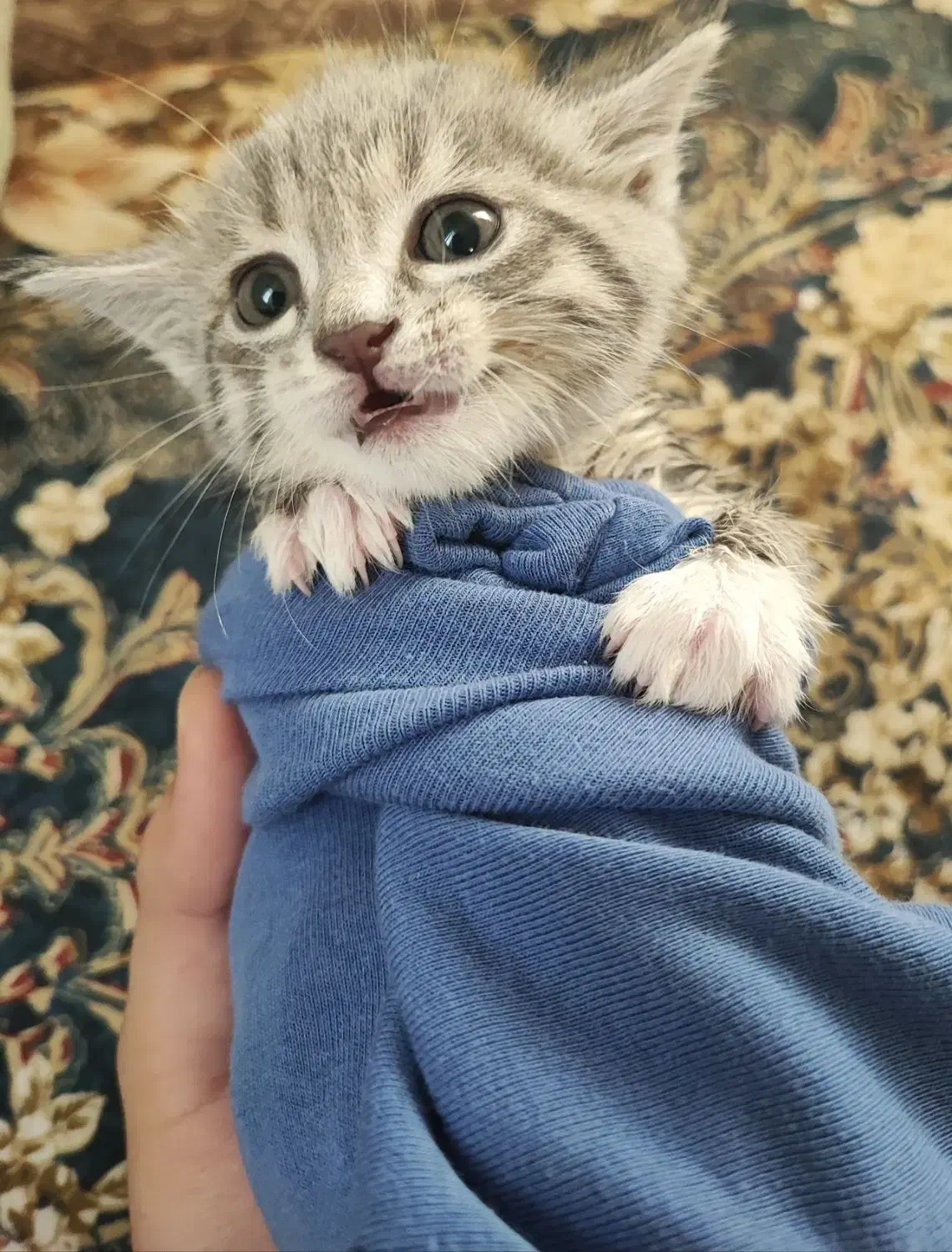 گربه خاص|گربه|اردبیل, |دیوار