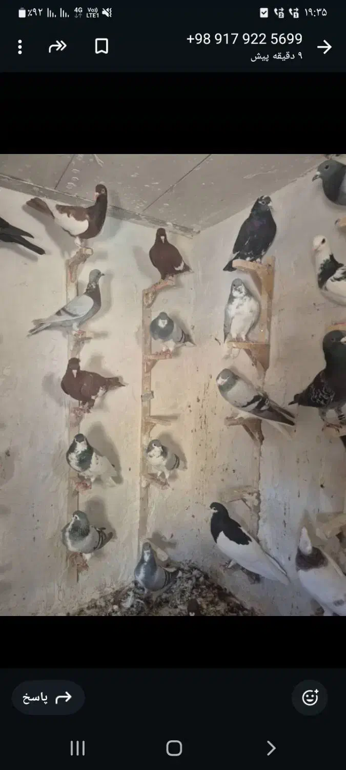 کبوترشهری وپلاکی|پرنده|شیراز, دشت چنار|دیوار