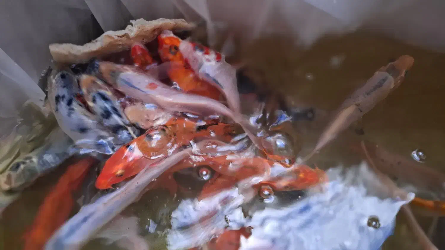 ماهی کوی|ماهی|مشهد, عامل|دیوار