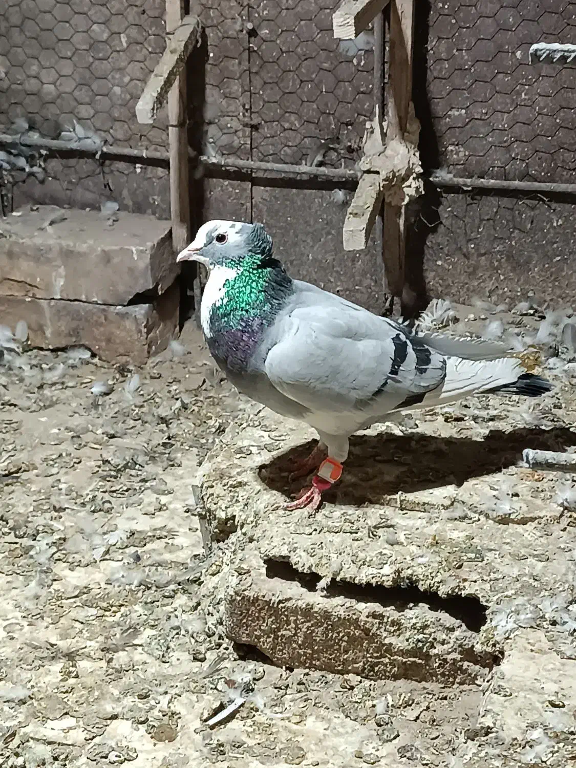 کبوتر|پرنده|هامون, |دیوار